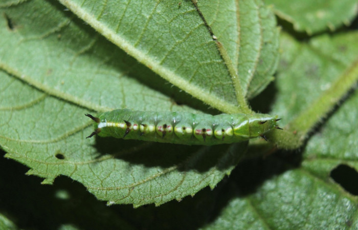 Figura 3. Larva <i>Rifargia</i></i> geldubaDHJ02 (Notodontidae), en tercer estadío (PPU) vista dorsal, localidad Medrano Sector Pitilla (ACG) (380m). Voucher: 14-SRNP-71710-DHJ726052.jpg.