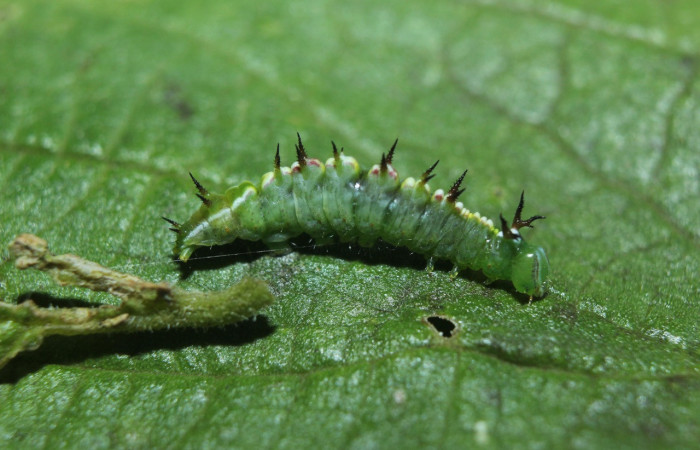 Figura 2. Larva<i> Rifargia</i></i> geldubaDHJ02 (Notodontidae), en tercer estadío (PPU) vista lateral, localidad Medrano Sector Pitilla (ACG) (380m). Voucher: 14-SRNP-71710-DHJ726055.jpg.
