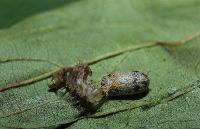 Figura 12. Capullo  (Ichneumonidae) see descriptiòn de <i>Rifargia</i></i> geldubaDHJ02 (Notodontidae), localidad Medrano Sector Pitilla (ACG) (380m). Voucher: 14-SRNP-71710-DHJ726057.jpg.