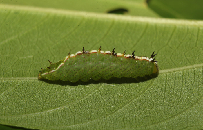 Figura 4. Larva <i>Rifargia</i></i> geldubaDHJ02 (Notodontidae), en tercer estadío (PU) vista lateral, localidad Molina Sector Pitilla (ACG) (465m). Voucher: 22-SRNP-70659-DHJ781024.jpg.