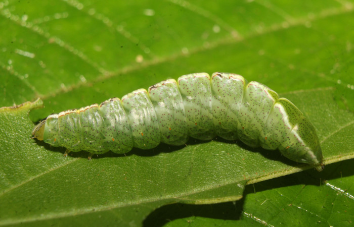 Figura 5. Larva <i>Rifargia</i></i> geldubaDHJ02 (Notodontidae), en último estadío (U) vista lateral, localidad Molina Sector Pitilla (ACG) (465m). Voucher: 22-SRNP-70659-DHJ781032 .jpg.