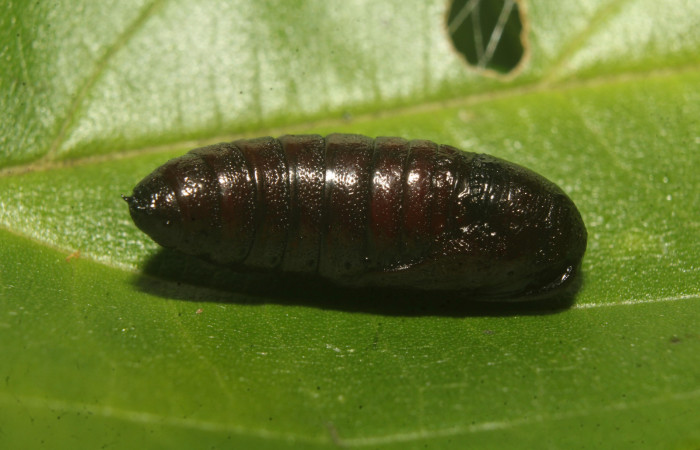 Figura 7. Pupa de <i>Rifargia</i></i> geldubaDHJ02 (Notodontidae), vista lateral, localidad Molina, Sector Pitilla ACG (465m). Voucher: 22-SRNP-70659-DHJ781037 .jpg.