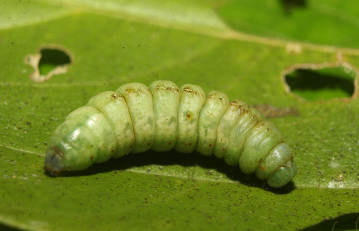 Figura 6. Larva <i>Rifargia</i></i> geldubaDHJ02 (Notodontidae), en estado de prepupa vista lateral, localidad Sendero Molina, Sector Pitilla ACG (465m). Voucher: 22-SRNP-70716-DHJ781063 .jpg.