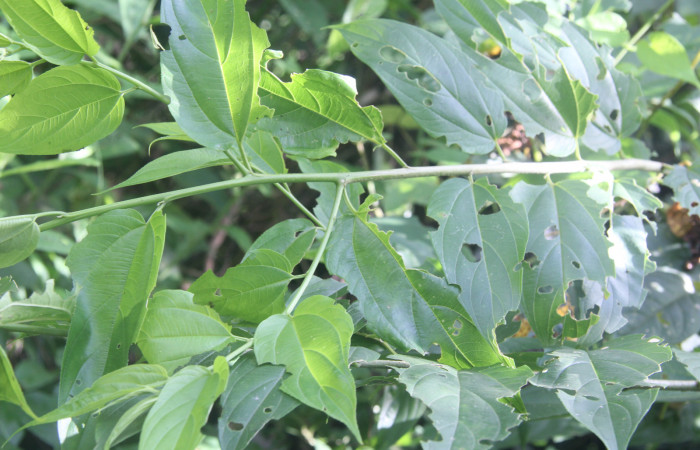 Figura 21. Planta hospedera de <i>Rifargia</i></i> geldubaDHJ02 (Notodontidae), esta planta se llama <i>Luehea seemanni</i></i>i (Malvaceae), localidad Medrano Estación Quica Sector Pitilla ACG (380m). Foto parataxónomo; Ricardo Calero, 18 Agosto 2022.