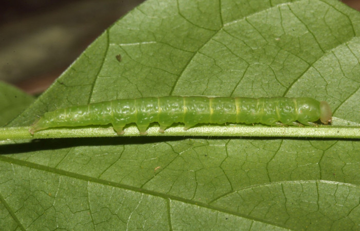 Figura 1. Larva <i>Epitausa atriplaga</i></i> (Erebidae), color verde claro, posición lateral, mide 28 mm aproximadamente. Planta hospedera <i>Rhynchosia erythrinoides</i></i>, (Fabaceae). Voucher: 17-SRNP-31521-DHJ739229.jpg.