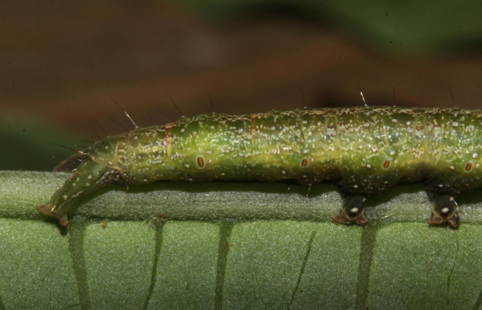 Figura 10. Larva <i>Epitausa atriplaga</i></i> (Erebidae), color verde, posición lateral trasera, mide 41 mm aproximadamente. Planta hospedera <i>Rhynchosia erythrinoides</i></i>. (Fabaceae). Voucher: 18-SRNP-31519-DHJ746437.jpg.