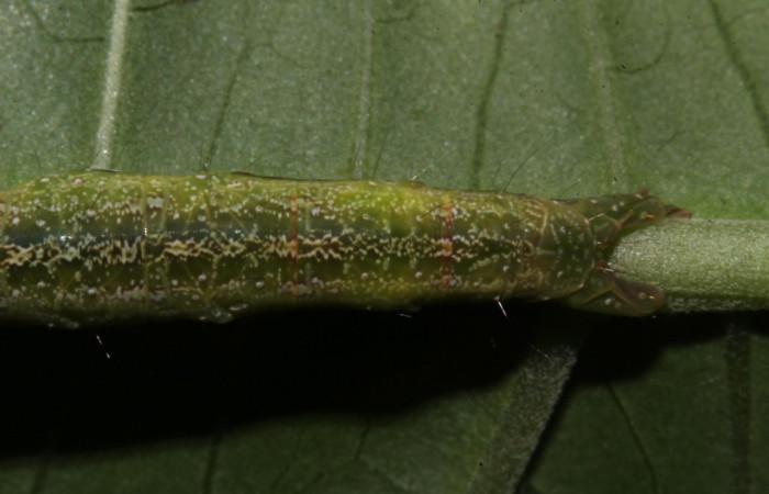 Figura 11. Larva <i>Epitausa atriplaga</i></i> (Erebidae), color verde, posición dorsal trasera, mide 41 mm aproximadamente. Planta hospedera <i>Rhynchosia erythrinoides</i></i>. (Fabaceae). Voucher: 18-SRNP-31519-DHJ746436.jpg.