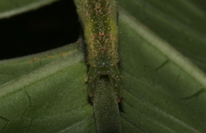 Figura 12. Larva <i>Epitausa atriplaga</i></i> (Erebidae), color verde, posición trasera, mide 41 mm aproximadamente. Planta hospedera <i>Rhynchosia erythrinoides</i></i>. (Fabaceae). Voucher: 18-SRNP-31519-DHJ746438.jpg.