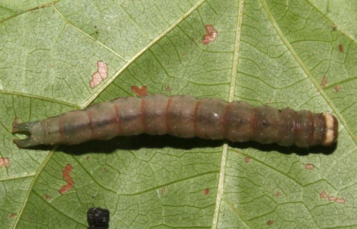 Figura 14. Prepupa <i>Epitausa atriplaga</i></i> (Erebidae), color café, posición dorsal, mide 31 mm aproximadamente. Planta hospedera <i>Rhynchosia erythrinoides</i></i>. (Fabaceae). Voucher: 17-SRNP-31521-DHJ739243.jpg.