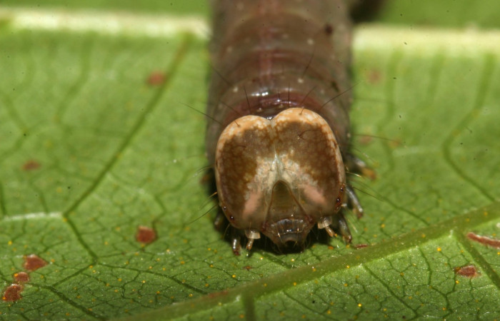 Figura 16. Prepupa <i>Epitausa atriplaga</i></i> (Erebidae), color café, posición frontal, mide 31 mm aproximadamente. Planta hospedera <i>Rhynchosia erythrinoides</i></i>. (Fabaceae). Voucher: 17-SRNP-31521-DHJ739242.jpg.