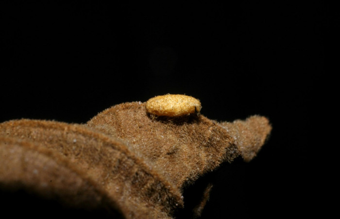 Figura 17. Capullo de parásito <i>Glyptapanteles</i></i>Whitfield108 (Braconidae), color crema, posición lateral, larva <i>Epitausa dilina</i></i>. (Erebidae). Voucher: 07-SRNP-34345-DHJ448676.jpg.