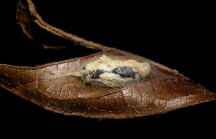 Figura 18. Capullo de parásito <i>Hyposoter</i></i> Janzen07 (Ichneumonidae), color crema con manchas negras, posición lateral, larva <i>Epitausa dilina</i></i>. (Erebidae). Voucher: 07-SRNP-34440-DHJ448698.jpg.
