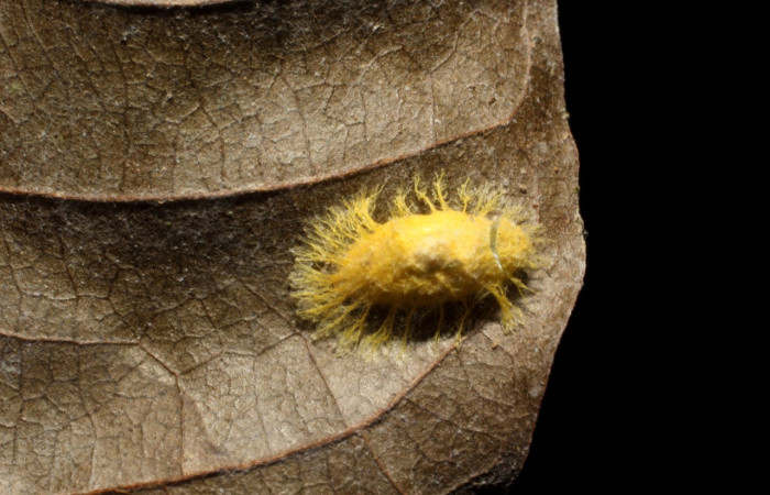 Figura 19. Capullo de parásito <i>mgJanzen01</i></i> Janzen01 (Braconidae), color amarillo, posición dorsal, larva <i>Epitausa dilina</i></i>. (Erebidae). Voucher: 14-SRNP-67197-DHJ804917.jpg.