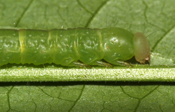 Figura 2. Larva <i>Epitausa atriplaga</i></i> (Erebidae), color verde claro, posición lateral cabeza, mide 28 mm aproximadamente. Planta hospedera <i>Rhynchosia erythrinoides</i></i>, (Fabaceae). Voucher: 17-SRNP-31521-DHJ739230.jpg.