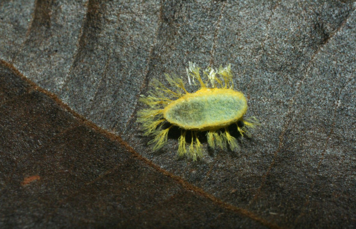 Figura 20. Capullo de parásito <i>Diolcogaster</i></i> Janzen09 (Braconidae), color amarillo, posición dorsal, larva <i>Epitausa dilina</i></i>. (Erebidae). Voucher: 07-SRNP-3700-DHJ452737.jpg.