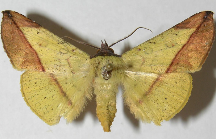 Figura 21. Adulto <i>Epitausa atriplaga</i></i> (Erebidae) posición dorsal, mide 35mm. Voucher: 12-SRNP-2943-DHJ565816.