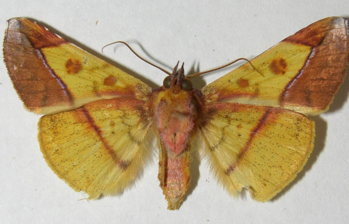 Figura 22. Adulto <i>Epitausa atriplaga</i></i> (Erebidae) posición ventral, mide 35mm. Voucher: 12-SRNP-2943-DHJ565817.