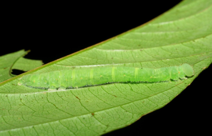 Figura 23. Larva <i>Epitausa dilina</i></i>DHJ01 (Erebidae), color verde, posición lateral, mide 40 mm aproximadamente. Planta hospedera <i>Inga mortoniana</i></i>. (Fabaceae). Voucher: 08-SRNP-40007-DHJ441672.jpg.