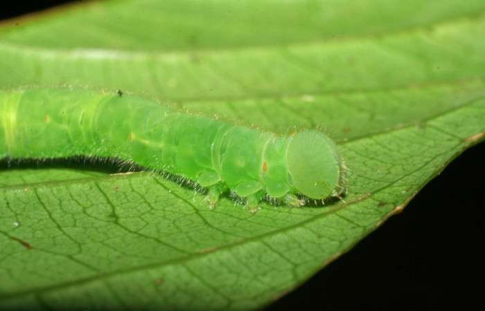 Figura 24. Larva <i> Epitausa dilina</i></i>DHJ01 (Erebidae), color verde, posición lateral, mide 40 mm aproximadamente. Planta hospedera <i>Inga mortoniana</i></i>. (Fabaceae). Voucher: 08-SRNP-40007-DHJ441675.jpg.