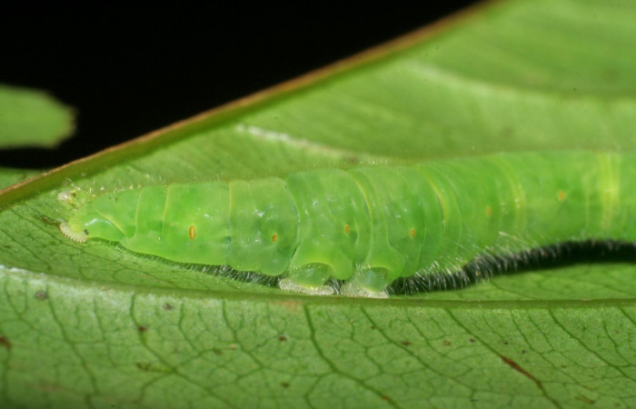 Figura 25. Larva <i> Epitausa dilina</i></i>DHJ01 (Erebidae), color verde, posición lateral, mide 40 mm aproximadamente. Planta hospedera <i>Inga mortoniana</i></i>. (Fabaceae). Voucher: 08-SRNP-40007-DHJ441677.jpg.