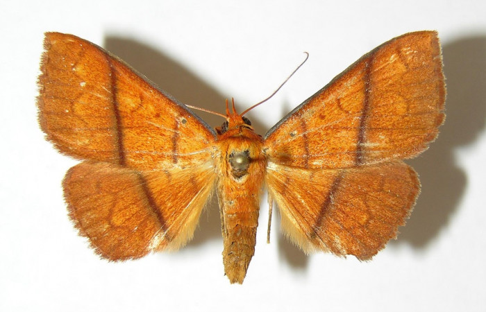 Figura 26. Adulto <i>Epitausa dilina</i></i>DHJ01 (Erebidae) posición dorsal, mide 35mm. Voucher: 06-SRNP-41221-DHJ344826.