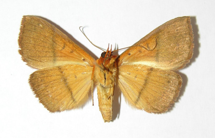 Figura 26. Adulto <i>Epitausa dilina</i></i>DHJ01 (Erebidae) posición dorsal, mide 35mm. Voucher: 06-SRNP-41221-DHJ344826.
