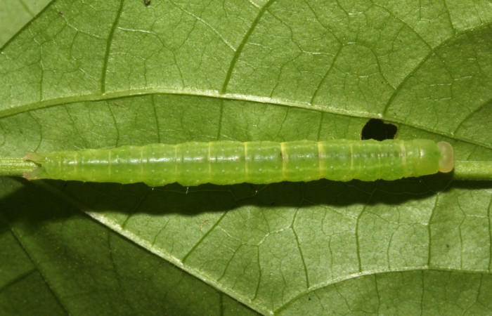 Figura 3. Larva <i>Epitausa atriplaga</i></i> (Erebidae), color verde claro, posición dorsal, mide 28 mm aproximadamente. Planta hospedera <i>Rhynchosia erythrinoides</i></i>, (Fabaceae). Voucher: 17-SRNP-31521-DHJ739228.jpg.