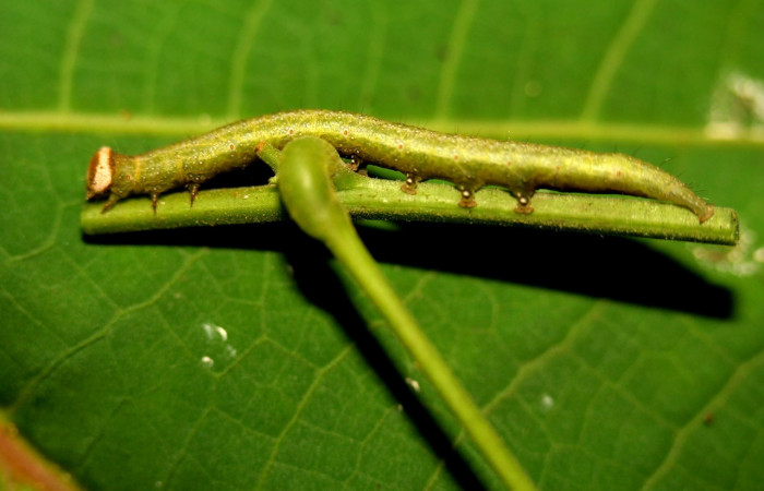 Figura 4. Larva <i>Epitausa atriplaga</i></i> (Erebidae), color verde amarillento, posición lateral, mide 41 mm aproximadamente. Planta hospedera <i>Rhynchosia erythrinoides</i></i>, (Fabaceae). Voucher: 12-SRNP-30567-DHJ485397.jpg.