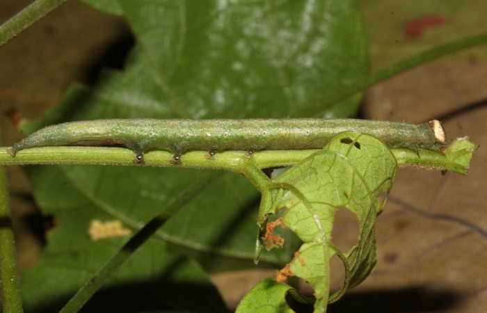 Figura 6. Larva <i>Epitausa atriplaga</i></i> (Erebidae), color verde amarillento, posición lateral, mide 41 mm aproximadamente. Planta hospedera <i>Rhynchosia erythrinoides</i></i>. (Fabaceae). Voucher: 17-SRNP-31222-DHJ736847.jpg.