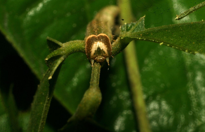 Figura 7. Larva <i>Epitausa atriplaga</i></i> (Erebidae), color verde, posición frontal, mide 45 mm aproximadamente. Planta hospedera <i>Rhynchosia erythrinoides</i></i>. (Fabaceae). Voucher: 11-SRNP-30761-DHJ481954.jpg.