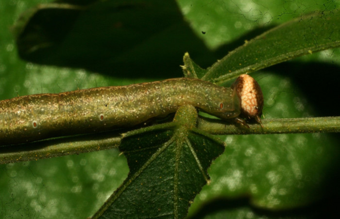 Figura 8. Larva <i>Epitausa atriplaga</i></i> (Erebidae), color verde, posición lateral frontal, mide 45 mm aproximadamente. Planta hospedera <i>Rhynchosia erythrinoides</i></i>. (Fabaceae). Voucher: 11-SRNP-30761-DHJ481956.jpg.