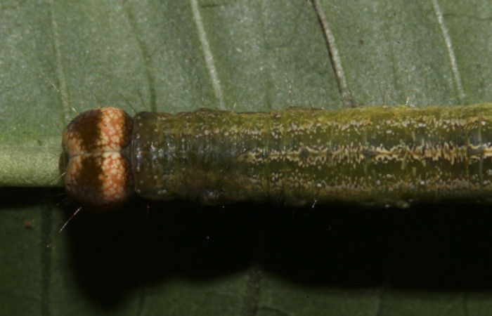 Figura 9. Larva <i>Epitausa atriplaga</i></i> (Erebidae), color verde, posición cabeza dorsal, mide 45 mm aproximadamente. Planta hospedera <i>Rhynchosia erythrinoides</i></i>. (Fabaceae). Voucher: 18-SRNP-31519-DHJ746433.jpg.