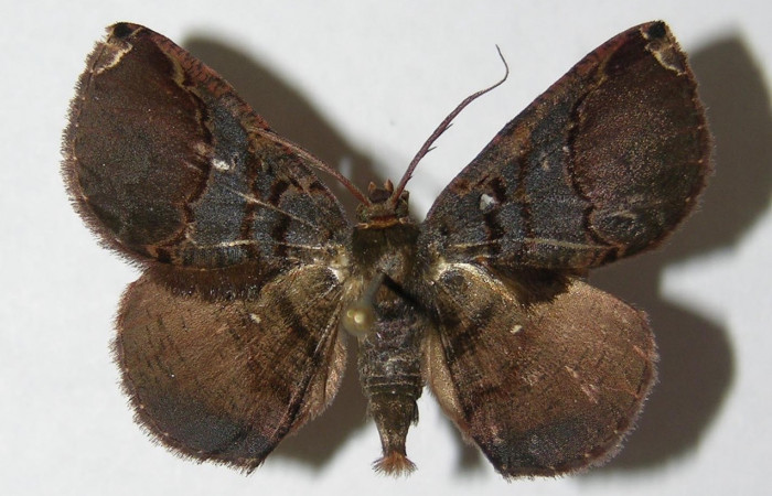 Fig 12. Adulto <i>Perissopteryx commendata</i></i>, el tamaño es de 31 mm en alas abiertas (macho).
Voucher 05-SRNP-33244-DHJ330402.