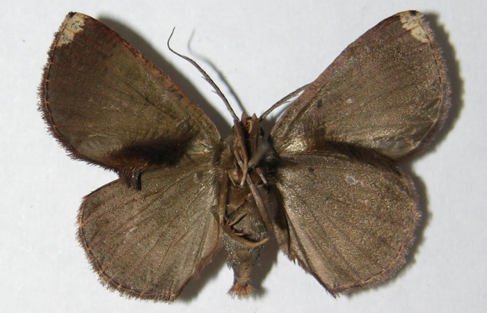 Fig 11. Adulto <i>Perissopteryx commendata</i></i>, el tamaño es de 31 mm en alas abiertas (macho).
Voucher 05-SRNP-33244-DHJ330403 