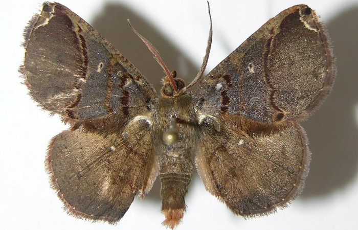 Fig 13. Adulto <i>Perissopteryx commendata</i></i>, el tamaño es de 29 mm en alas abiertas, vista dorsal. 
Voucher 06-SRNP-31437-DHJ344466