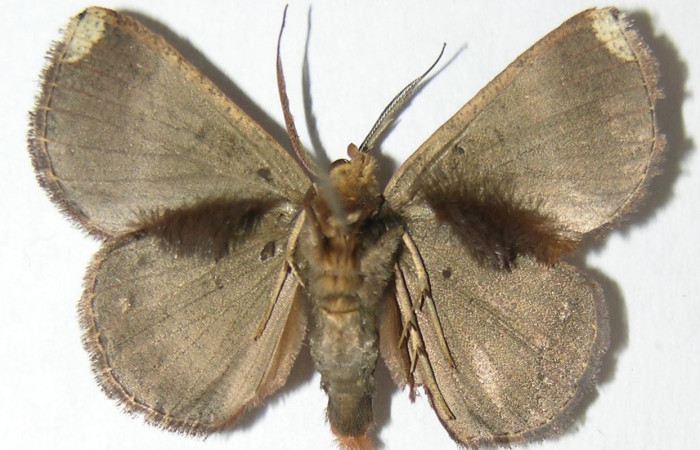 Fig 14. Adulto <i>Perissopteryx commendata</i></i>, el tamaño es de 31 mm en alas abiertas, vista ventral.
Voucher 06-SRNP-31437-DHJ344467