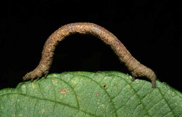 Fig 1. Larva <i>Perissopteryx commendata</i></i>, último estadio, 37 mm de largo.
Voucher 06-SRNP-31437-DHJ412609.jpg
