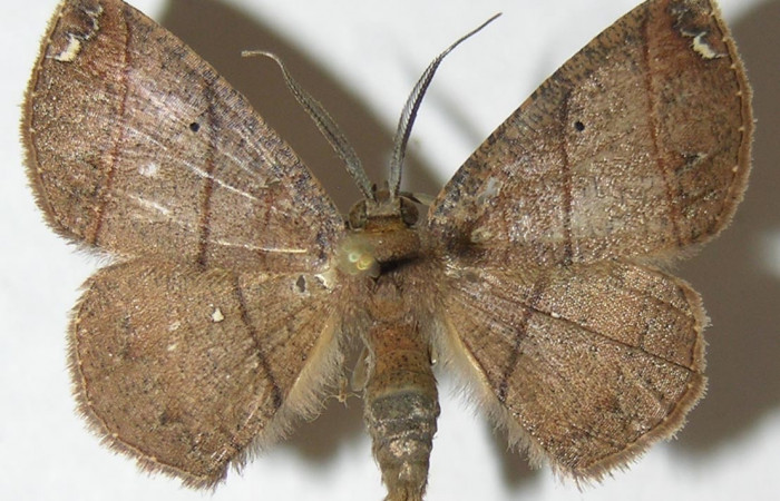 Fig 15. Adulto <i>Perissopteryx ugaldei</i></i>, el tamaño es de 29 mm en alas abiertas.
Voucher 08-SRNP-32616-DHJ505862.