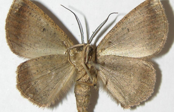 Fig 16. Adulto <i>Perissopteryx ugaldei</i></i>, el tamaño es de 29 mm en alas abiertas.
Voucher 08-SRNP-32616-DHJ505863.