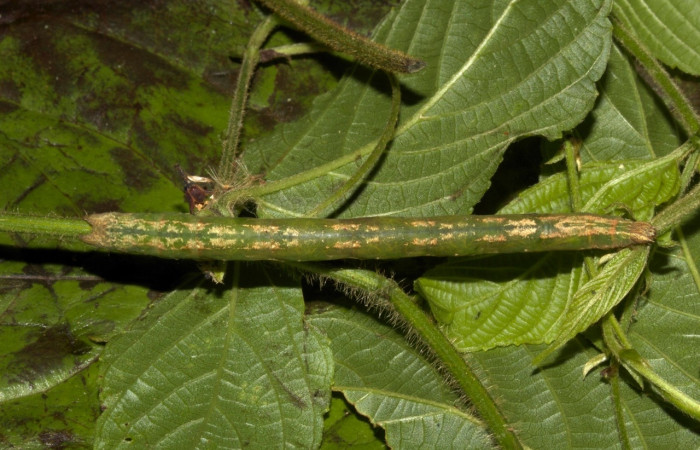 Fig 3. Larva <i>Perissopteryx commendata</i></i>, dorsal entero, último estadio, 56 mm de largo.
Voucher 19-SRNP-30431-DHJ749922.jpg