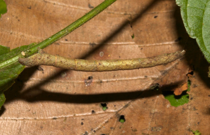Fig 6. Larva <i>Perissopteryx commendata</i></i>, lateral entero último estadio, 50 mm de largo Sector Pitilla.
Voucher 19-SRNP-30450-DHJ749989.jpg