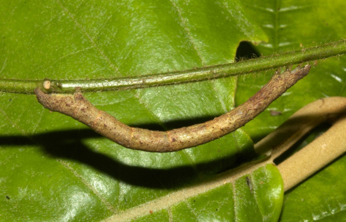 Fig 5. Larva <i>Perissopteryx commendata</i></i>, lateral entero ultimo estadio, 50 mm de largo Sector Pitilla.
Voucher 19-SRNP-30450-DHJ749990.jpg