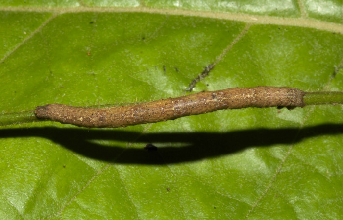 Fig 2. Larva<i> Perissopteryx commendata</i></i>, dorsal entero, último estadio, 50 mm de largo.
Voucher 19-SRNP-30450-DHJ749991.jpg