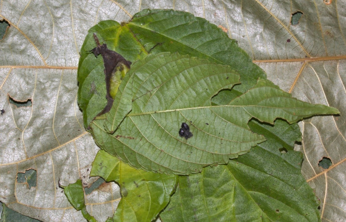 Fig 7. Capullo dentro de hoja, de larva <i>Perissopteryx commendata</i></i>, Sector Pitilla.
Voucher 19-SRNP-30450-DHJ764180.jpg