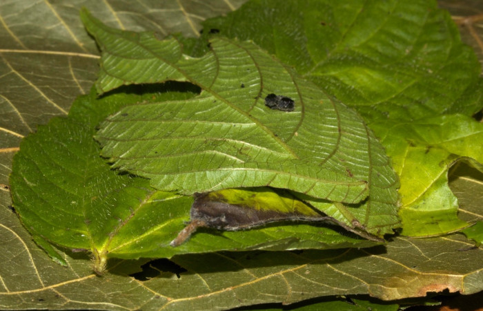 Fig 8. Capullo dentro de hoja de larva <i>Perissopteryx commendata</i></i>, Sector Pitilla.
Voucher 19-SRNP-30450-DHJ764181.jpg