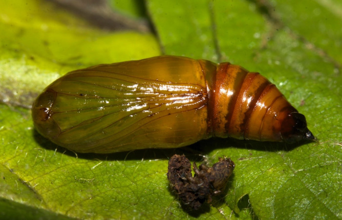 Fig 9. Pupa de larva <i>Perissopteryx commendata</i></i>, lateral entero último estadio, 15 mm de largo, Sector Pitilla.
Voucher 19-SRNP-30450-DHJ764185.jpg