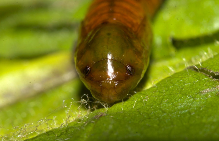 Fig 10. Pupa de larva <i>Perissopteryx commendata</i></i>, vista de frente, último estadio, 15 mm de largo. Sector Pitilla.
Voucher 19-SRNP-30450-DHJ764186.jpg