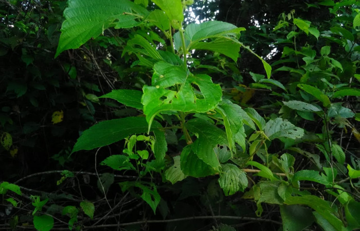 (Fig. 19.) Planta Gouania polygama familia Rhamnaceae, especie que más prefiere larva; <i>Perissopteryx commendata</i></i> y <i>Perissopteryx ugaldei</i></i>, Cresiendo en alrededores de Estación Biológica Llanura. Foto, Cirilo Umaña D. 09/ 07/ 2022 
