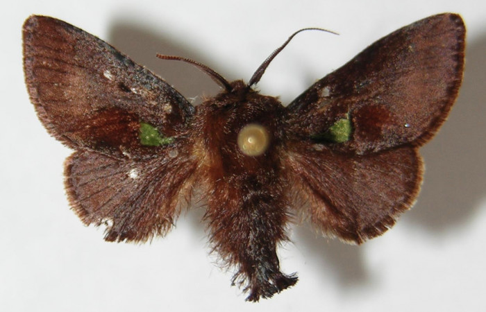 Figura 10.  Adulto de <i>Euclea mesoamericana</i></i> (macho), vista dorsal. ( 02-SRNP-23346-DHJ520544).