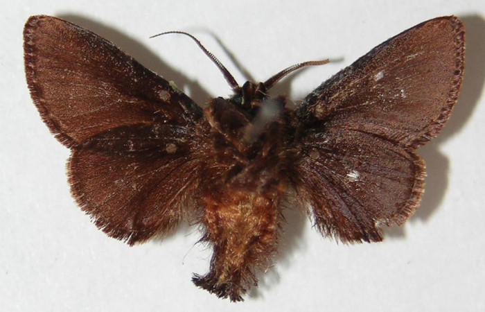 Figura 11.  Adulto de <i>Euclea mesoamericana</i></i> (macho), vista ventral. (02-SRNP-23346-DHJ520545).